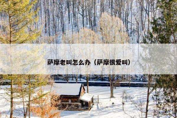 萨摩老叫怎么办（萨摩很爱叫）