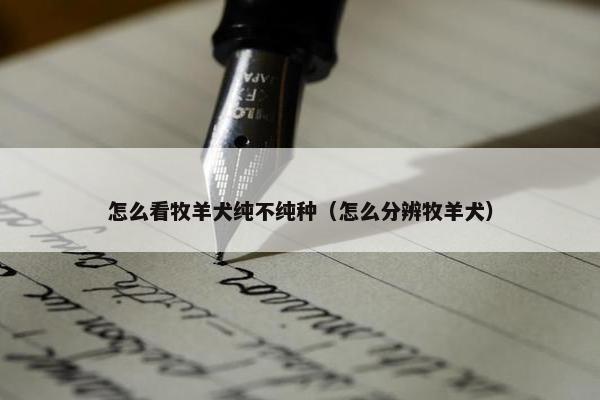 怎么看牧羊犬纯不纯种（怎么分辨牧羊犬）
