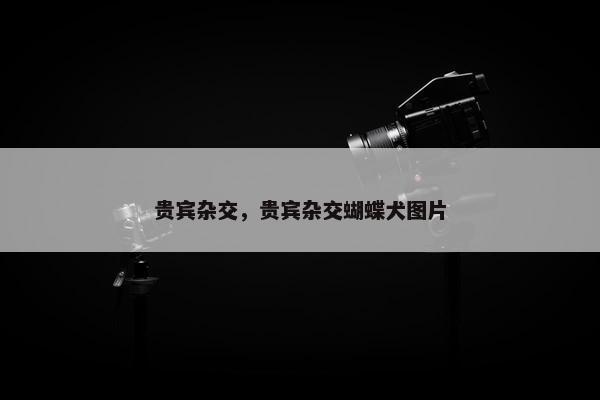 贵宾杂交，贵宾杂交蝴蝶犬图片