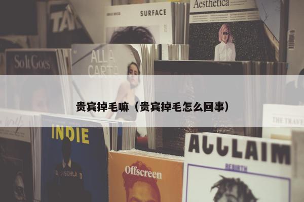 贵宾掉毛嘛（贵宾掉毛怎么回事）