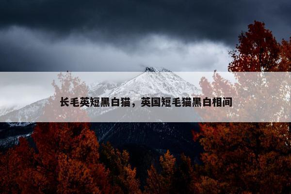 长毛英短黑白猫，英国短毛猫黑白相间