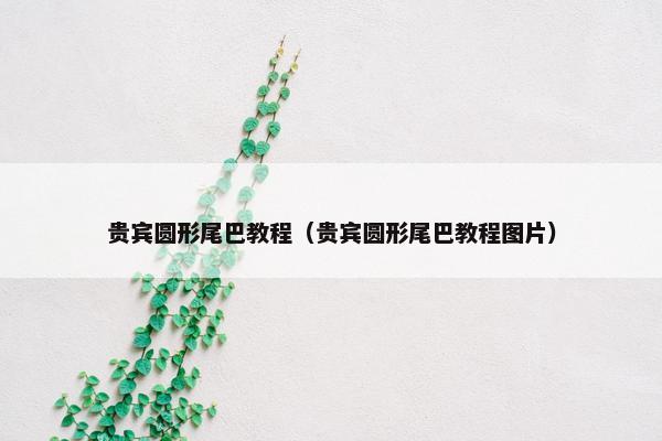 贵宾圆形尾巴教程（贵宾圆形尾巴教程图片）