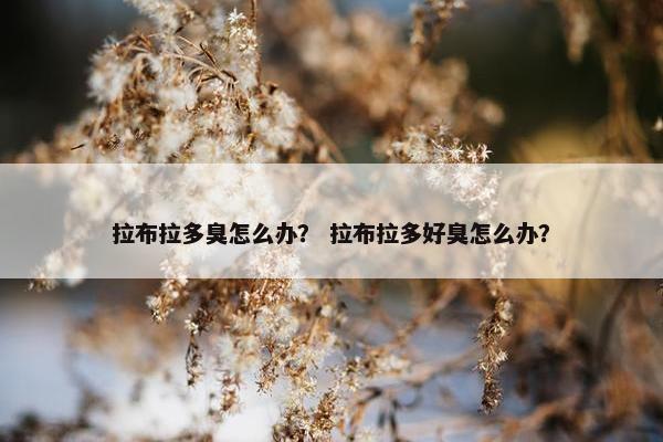 拉布拉多臭怎么办？ 拉布拉多好臭怎么办？