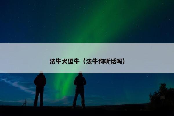 法牛犬逗牛（法牛狗听话吗）