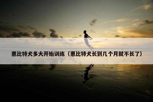 惠比特犬多大开始训练（惠比特犬长到几个月就不长了）