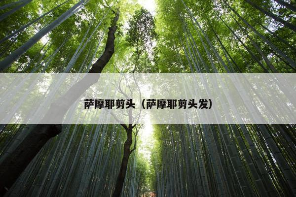 萨摩耶剪头（萨摩耶剪头发）