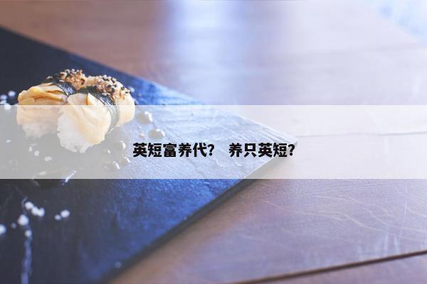 英短富养代？ 养只英短？