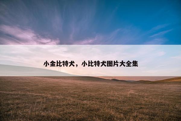 小金比特犬，小比特犬图片大全集