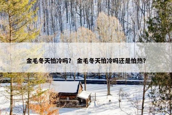 金毛冬天怕冷吗？ 金毛冬天怕冷吗还是怕热？