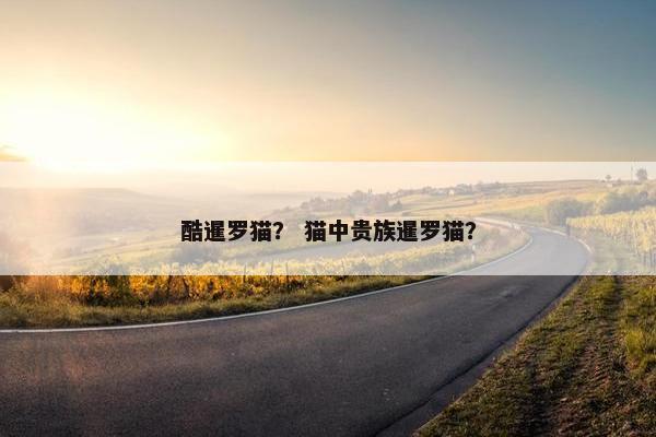 酷暹罗猫？ 猫中贵族暹罗猫？