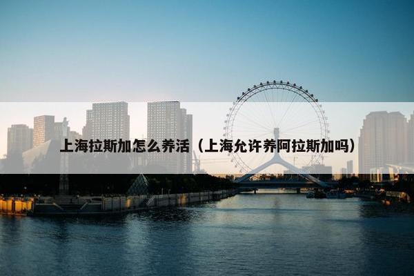 上海拉斯加怎么养活（上海允许养阿拉斯加吗）