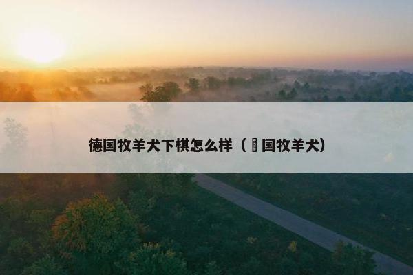 德国牧羊犬下棋怎么样（徳国牧羊犬）