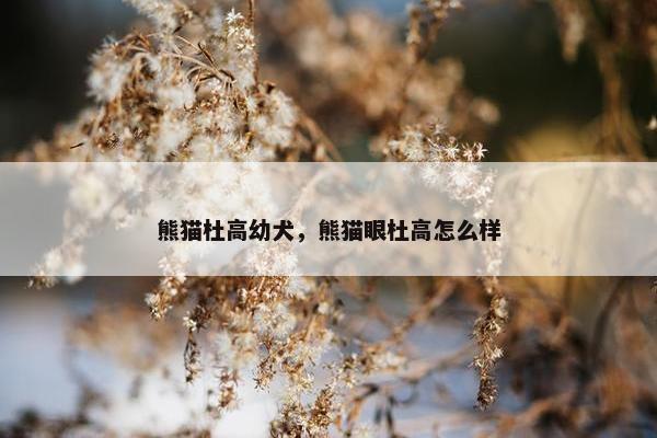 熊猫杜高幼犬，熊猫眼杜高怎么样