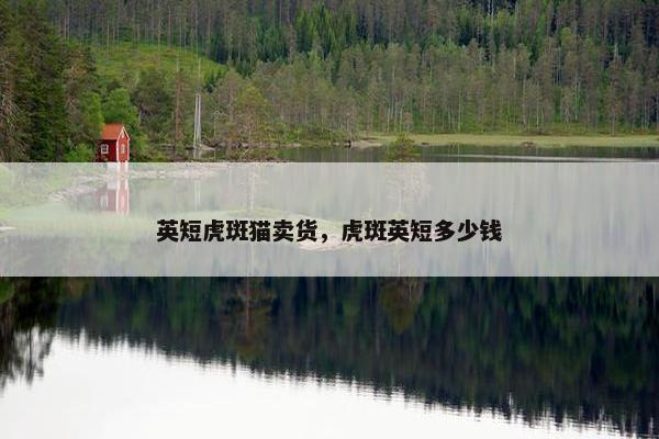 英短虎斑猫卖货,虎斑英短多少钱 英短虎斑猫卖货,虎斑英短多少钱