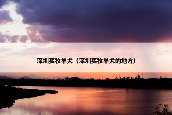 深圳买牧羊犬（深圳买牧羊犬的地方）