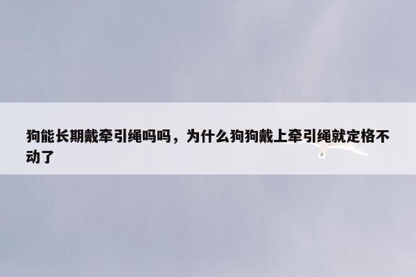 狗能长期戴牵引绳吗吗，为什么狗狗戴上牵引绳就定格不动了