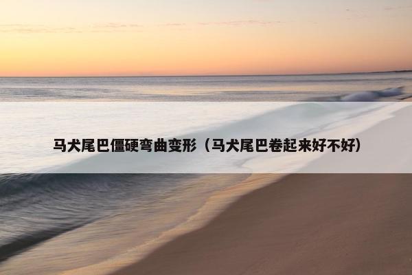 马犬尾巴僵硬弯曲变形（马犬尾巴卷起来好不好）