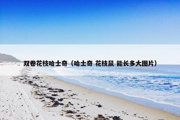 双卷花枝哈士奇（哈士奇 花枝鼠 能长多大图片）