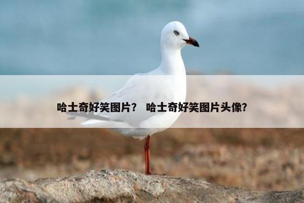 哈士奇好笑图片？ 哈士奇好笑图片头像？