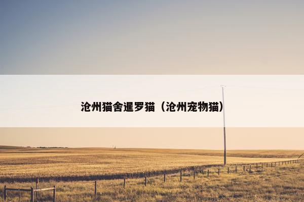 沧州猫舍暹罗猫（沧州宠物猫）