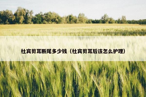杜宾剪耳断尾多少钱（杜宾剪耳后该怎么护理）