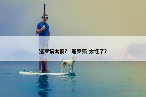暹罗猫太傻？ 暹罗猫 太怪了？