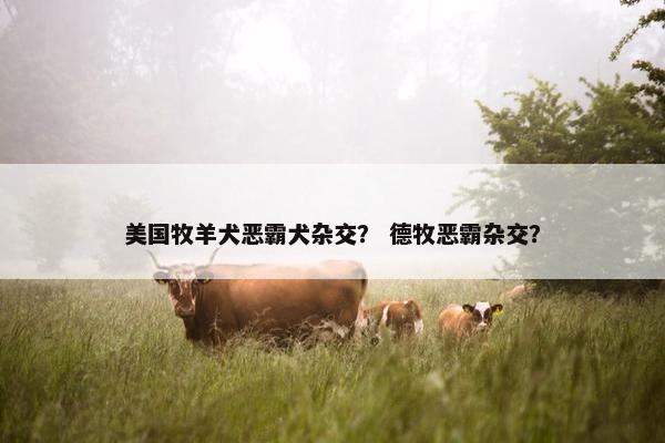 美国牧羊犬恶霸犬杂交？ 德牧恶霸杂交？