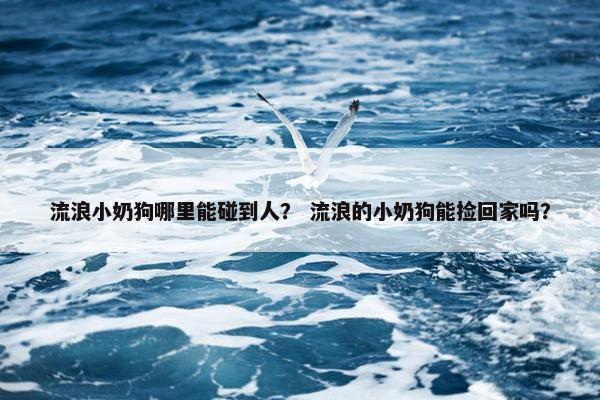 流浪小奶狗哪里能碰到人？ 流浪的小奶狗能捡回家吗？