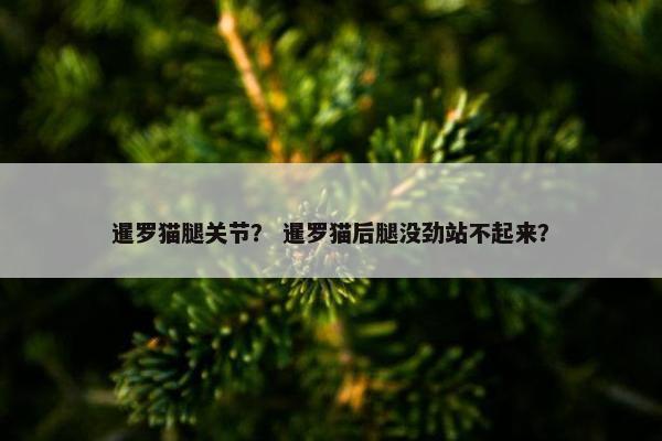 暹罗猫腿关节？ 暹罗猫后腿没劲站不起来？