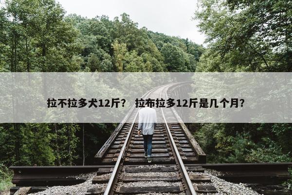 拉不拉多犬12斤？ 拉布拉多12斤是几个月？