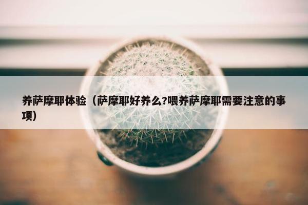 养萨摩耶体验（萨摩耶好养么?喂养萨摩耶需要注意的事项）