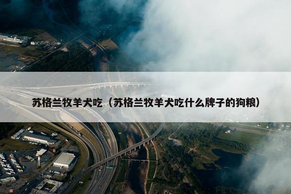苏格兰牧羊犬吃（苏格兰牧羊犬吃什么牌子的狗粮）