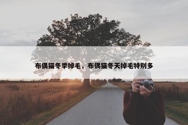布偶猫冬季掉毛，布偶猫冬天掉毛特别多