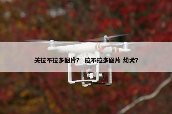 关拉不拉多图片？ 拉不拉多图片 幼犬？