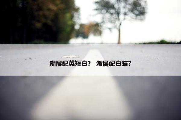 渐层配英短白？ 渐层配白猫？