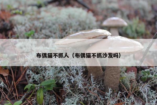 布偶猫不抓人（布偶猫不抓沙发吗）
