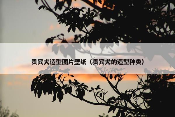 贵宾犬造型图片壁纸（贵宾犬的造型种类）