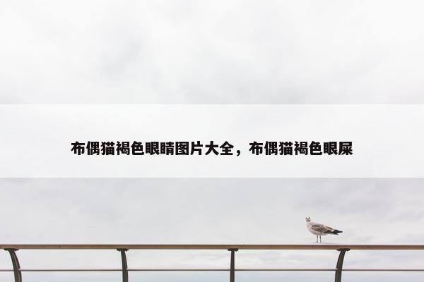 布偶猫褐色眼睛图片大全，布偶猫褐色眼屎