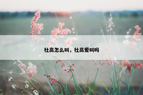 杜高怎么叫，杜高爱叫吗