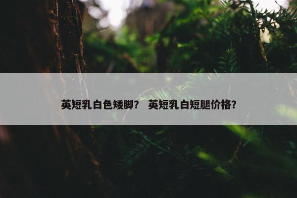英短乳白色矮脚？ 英短乳白短腿价格？