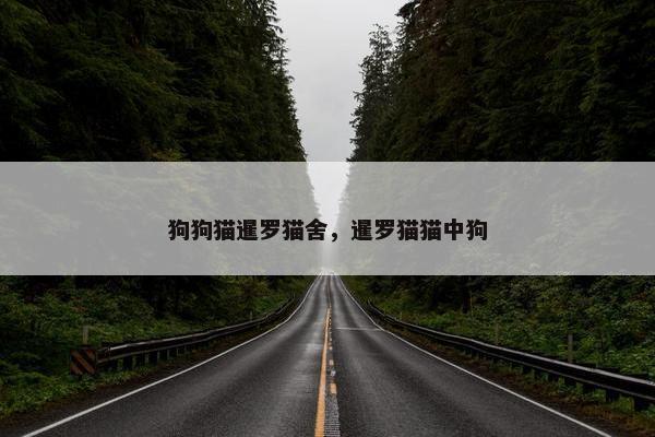 狗狗猫暹罗猫舍，暹罗猫猫中狗