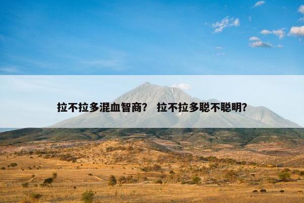 拉不拉多混血智商？ 拉不拉多聪不聪明？