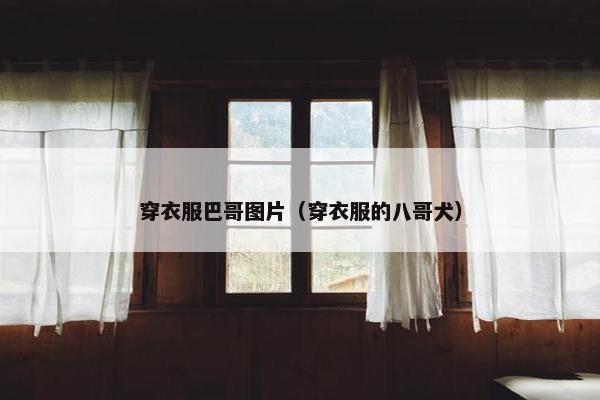 穿衣服巴哥图片（穿衣服的八哥犬）