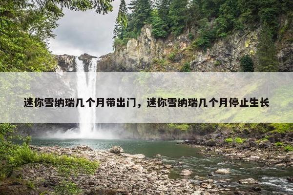 迷你雪纳瑞几个月带出门，迷你雪纳瑞几个月停止生长