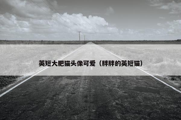 英短大肥猫头像可爱（胖胖的英短猫）