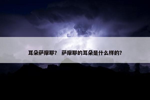耳朵萨摩耶？ 萨摩耶的耳朵是什么样的？