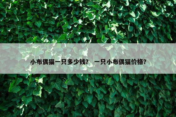 小布偶猫一只多少钱？ 一只小布偶猫价格？