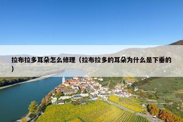 拉布拉多耳朵怎么修理（拉布拉多的耳朵为什么是下垂的）