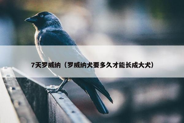 7天罗威纳（罗威纳犬要多久才能长成大犬）