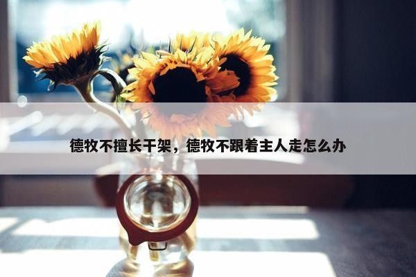 德牧不擅长干架，德牧不跟着主人走怎么办